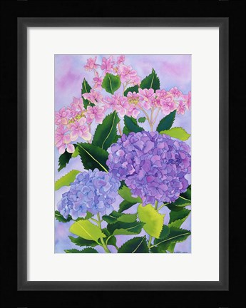 Framed Hydrangea Wonder Print