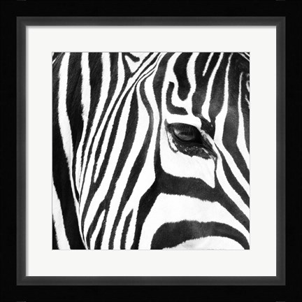 Framed Zebra Up Close Print
