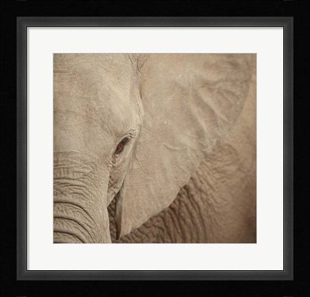 Framed Elephant Up Close Print