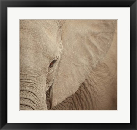 Framed Elephant Up Close Print