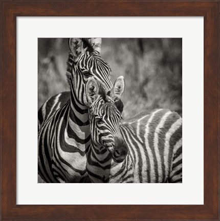 Framed Zebra Pair Print