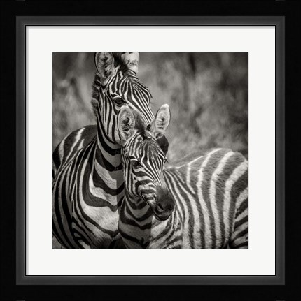 Framed Zebra Pair Print