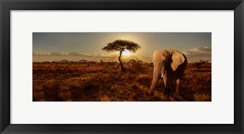 Framed Elephant and Tree Print