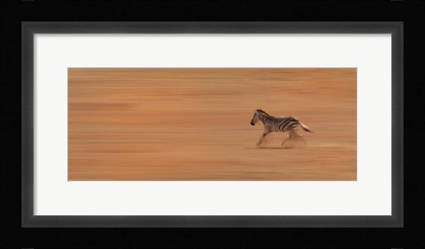Framed Zebra Running Print