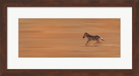 Framed Zebra Running Print
