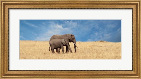 Framed Elephant and her Calf Print
