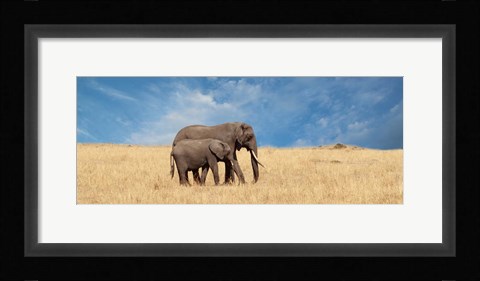 Framed Elephant and her Calf Print