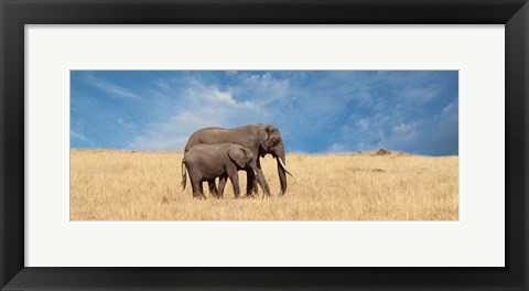 Framed Elephant and her Calf Print