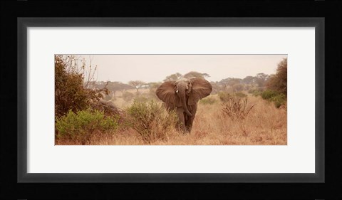 Framed Elephant in the Savannah Print