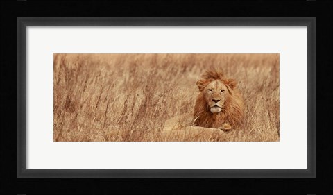 Framed Majestic Lion Print