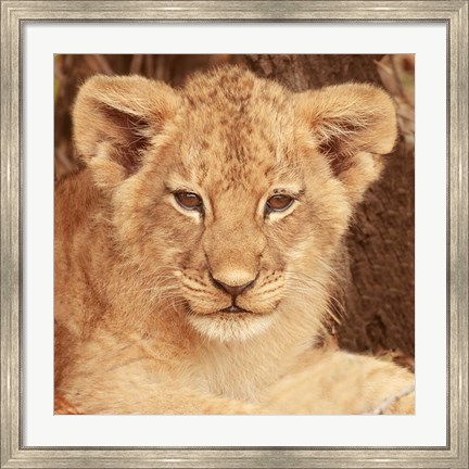 Framed Lion Cub Print