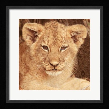 Framed Lion Cub Print