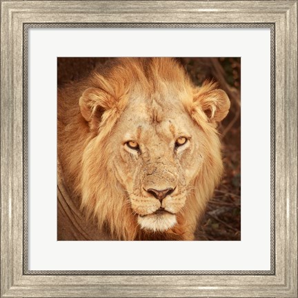 Framed Lion Up Close Print