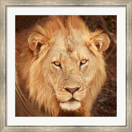 Framed Lion Up Close Print