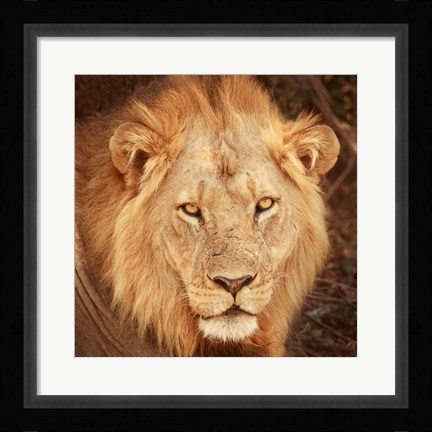 Framed Lion Up Close Print
