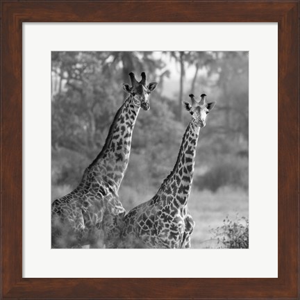 Framed Pair of Giraffes Print