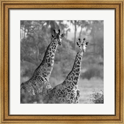 Framed Pair of Giraffes Print