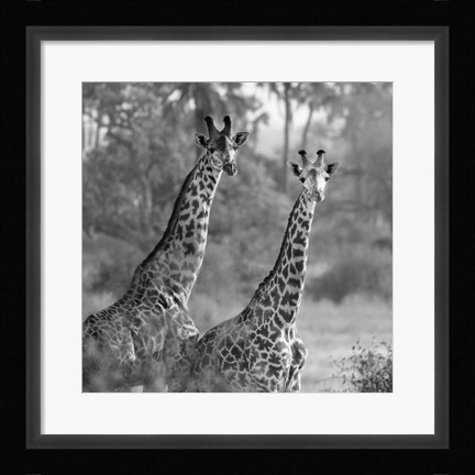 Framed Pair of Giraffes Print