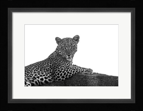 Framed Leopard in Black and White Print