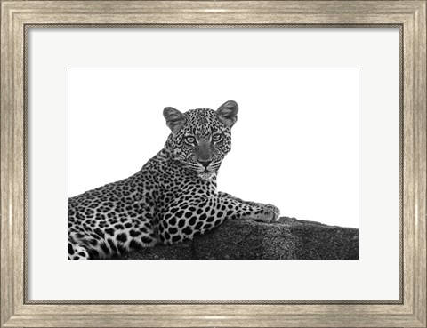 Framed Leopard in Black and White Print