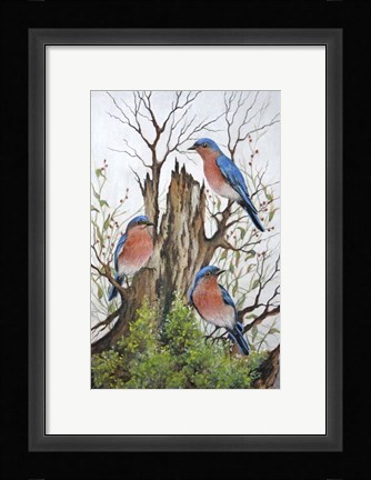 Framed Bluebird Morning Print