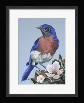 Framed Bluebird Watch Print