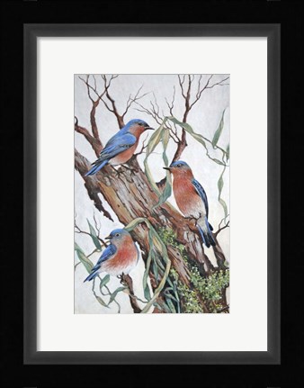 Framed Bluebirds at Rest Print