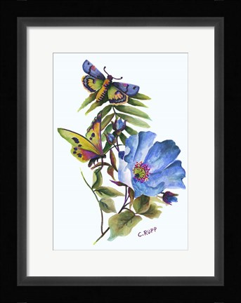 Framed Butterfly on Blue Poppy Print