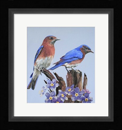 Framed Eastern Bluebird Duo Print