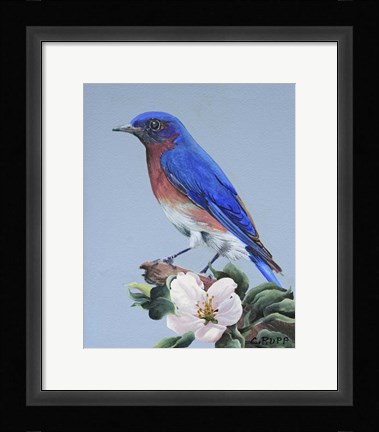 Framed Eastern Bluebird Print