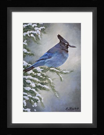 Framed Stellar Jay in Winter Print