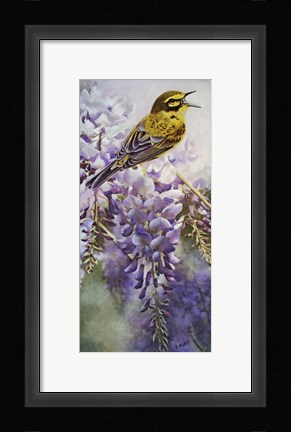 Framed Yellow Bird in Wisteria Print