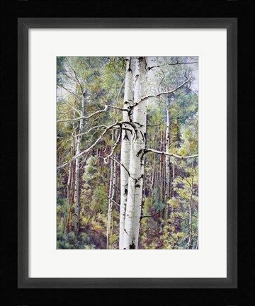 Framed Summer Aspen Color Print