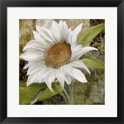 Framed White Sunflower I Print