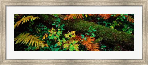 Framed Fall Foliage in a Forest, Adirondack Mountains Print