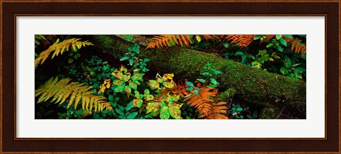 Framed Fall Foliage in a Forest, Adirondack Mountains Print