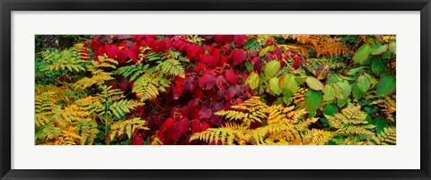 Framed Fall Foliage in Adirondack Mountains Print