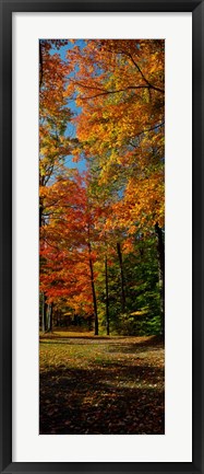 Framed Autumn trees in a forest, Orchard Park, New York Print