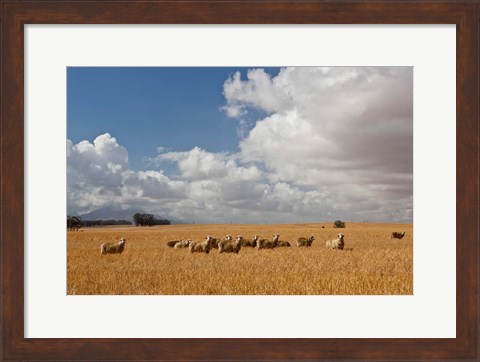 Framed Flock of Sheep Grazing in a Farm, South Africa Print