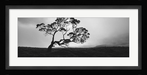 Framed Silhouette Of A Koa Tree, Big Island, Hawaii Print