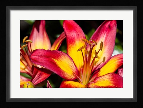 Framed Tiger lily flowers Print