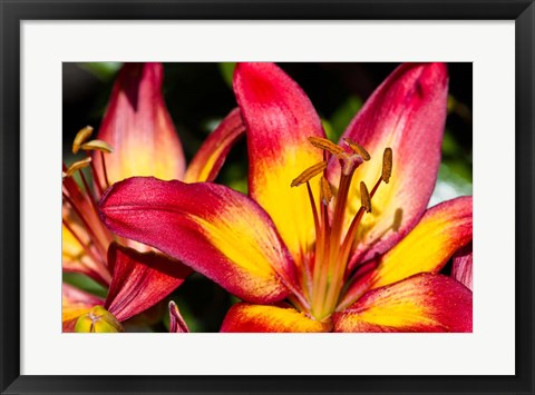 Framed Tiger lily flowers Print