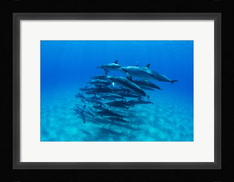 Framed Dolphins Wwimming in Pacific Ocean, Hawaii Print