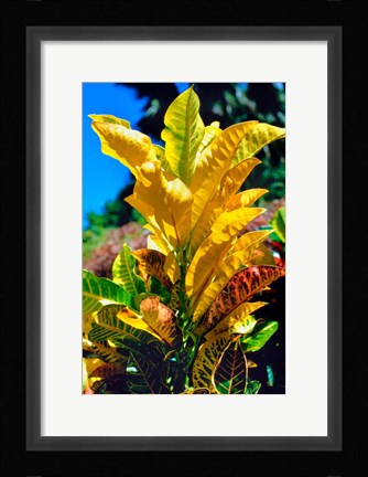 Framed Close-Up of Multi-Colored Leaves, Tahiti, French Polynesia Print