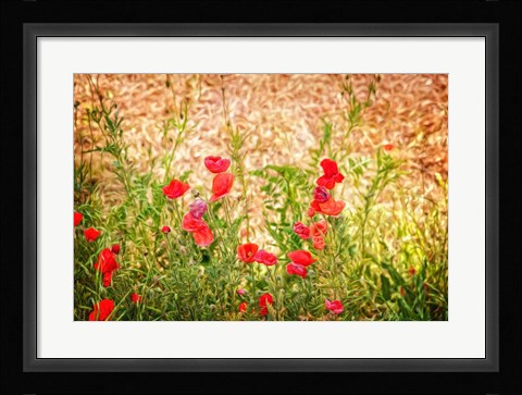 Framed Close-up of Wilting Poppies Print