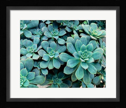 Framed Close-up of Plants, Buffalo and Erie County Botanical Gardens Print