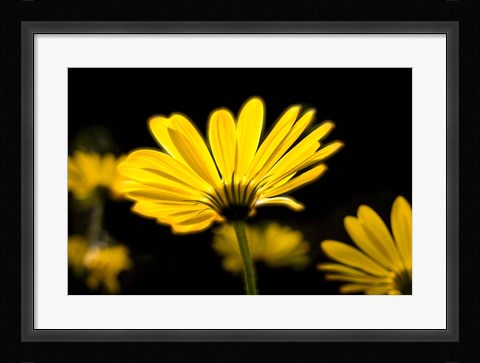 Framed Close-Up of Voltage Yellow African Daisy Flowers, Florida Print