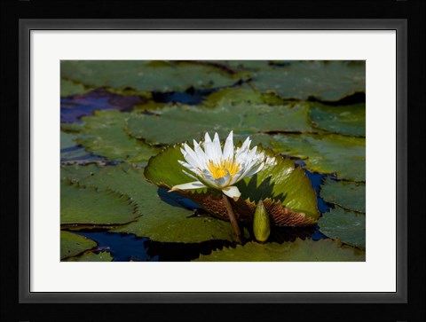 Framed Water Lily in a Pond, Florida Print