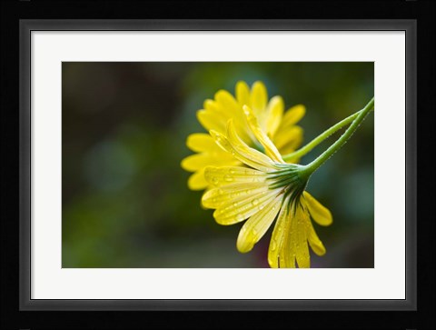 Framed Close-Up of Raindrops on Voltage Yellow African Daisy Flowers, Florida Print