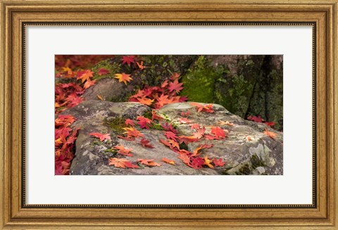 Framed Fallen Autumnal Leaves on Rock Print